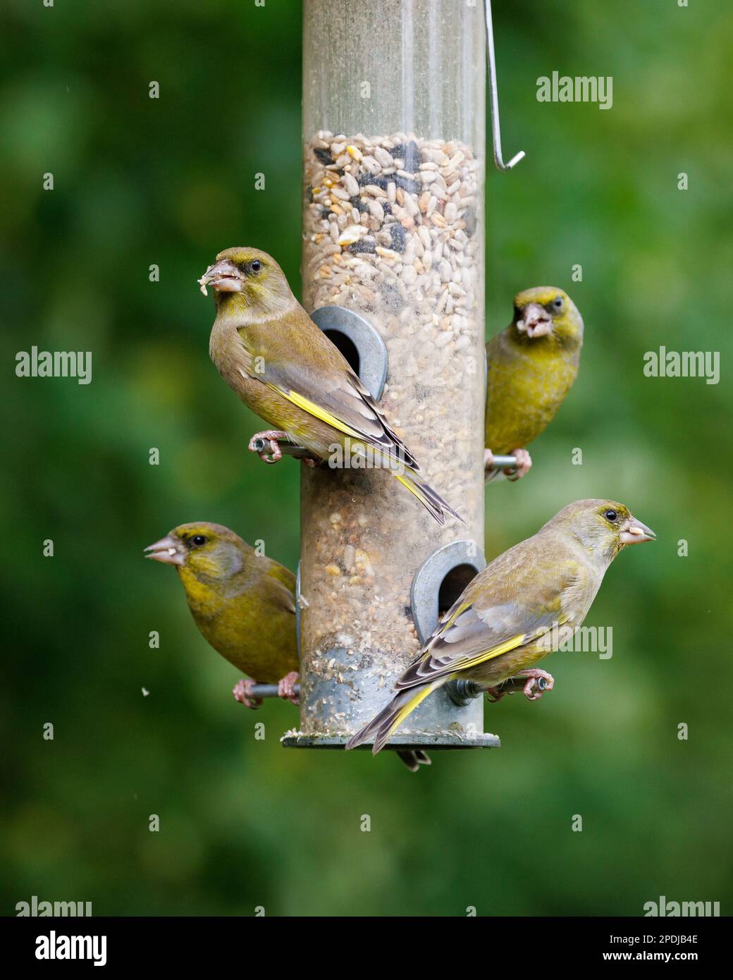 European Greenfinch [ Chloris chloris ] 4 birds on garden seed feeder Stock Photo