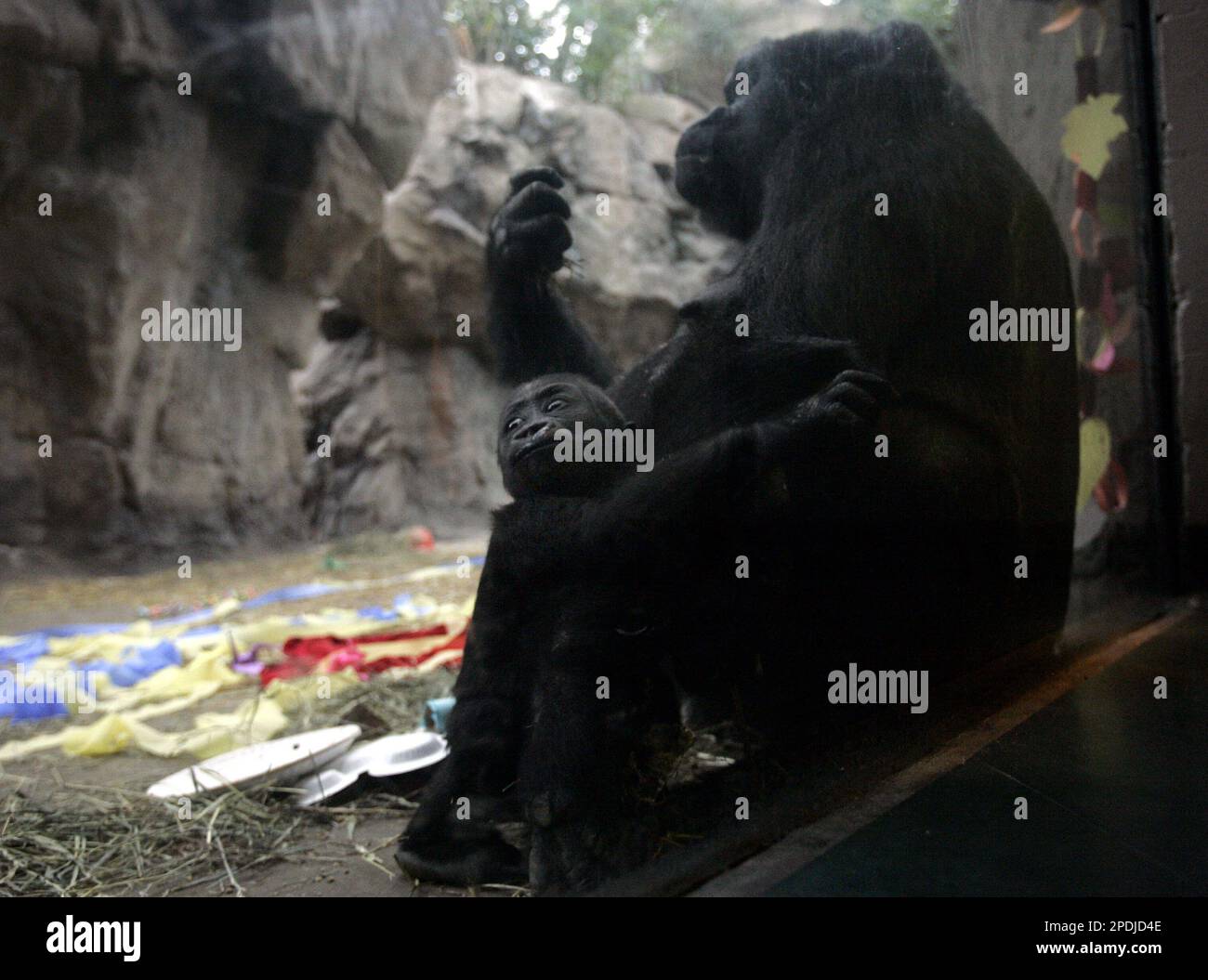 Kimani, an endangered female western lowland gorilla, left, is seen