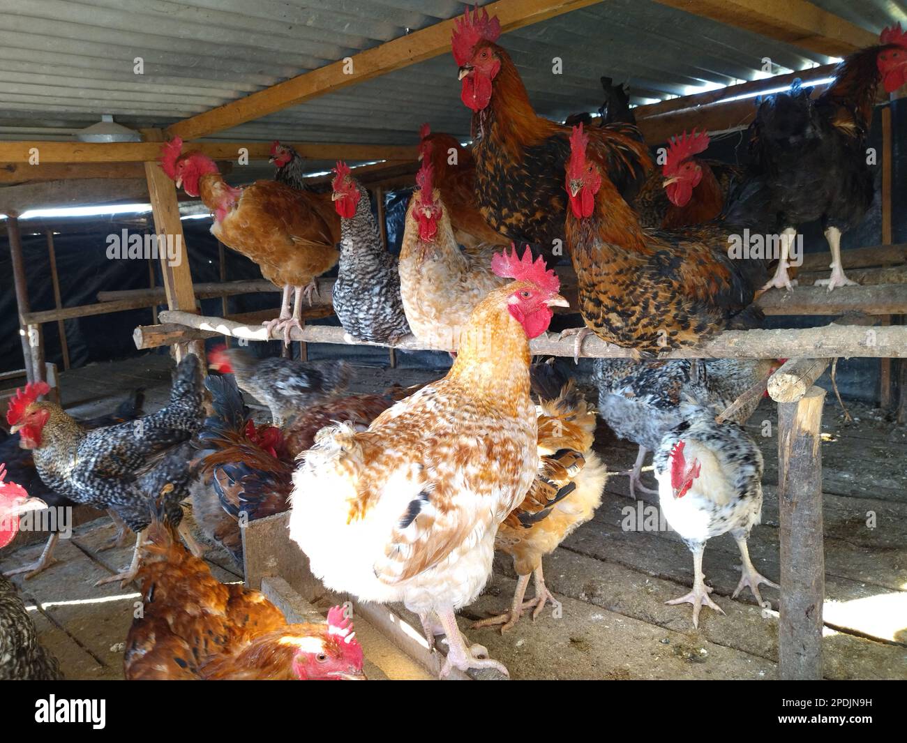 indigenous-kienyeji-chicken-on-free-range-farming-in-kenya-stock