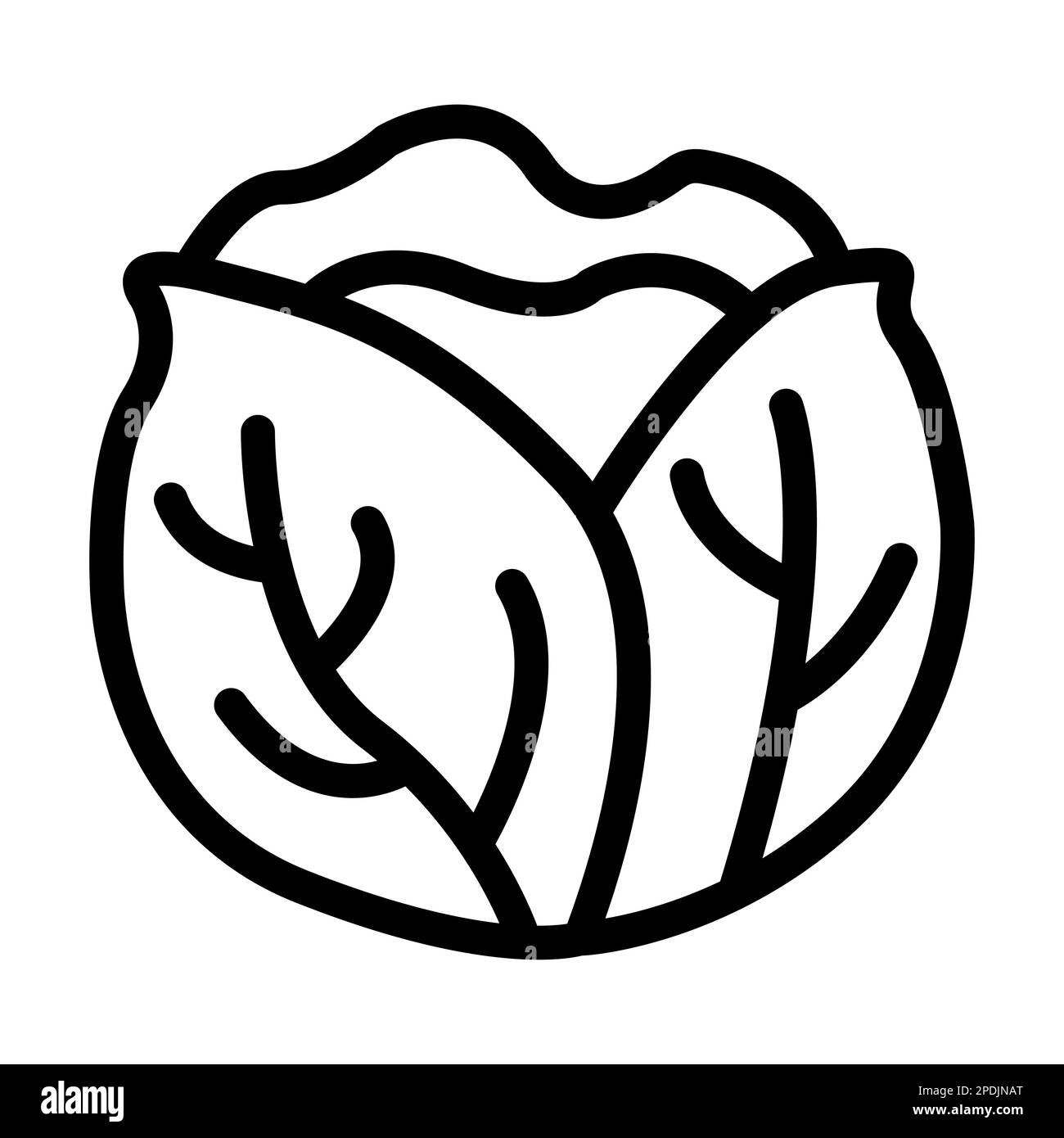 Cabbage Vector Thick Line Icon For Personal And Commercial Use Stock ...