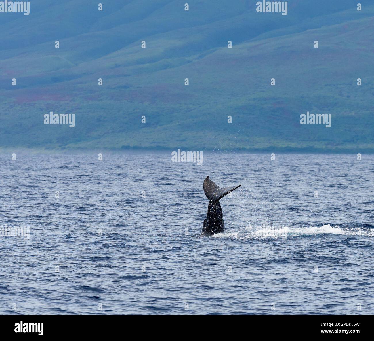 Humpback Whale tail coming out of the ocean in Maui, Hawaii, with ...