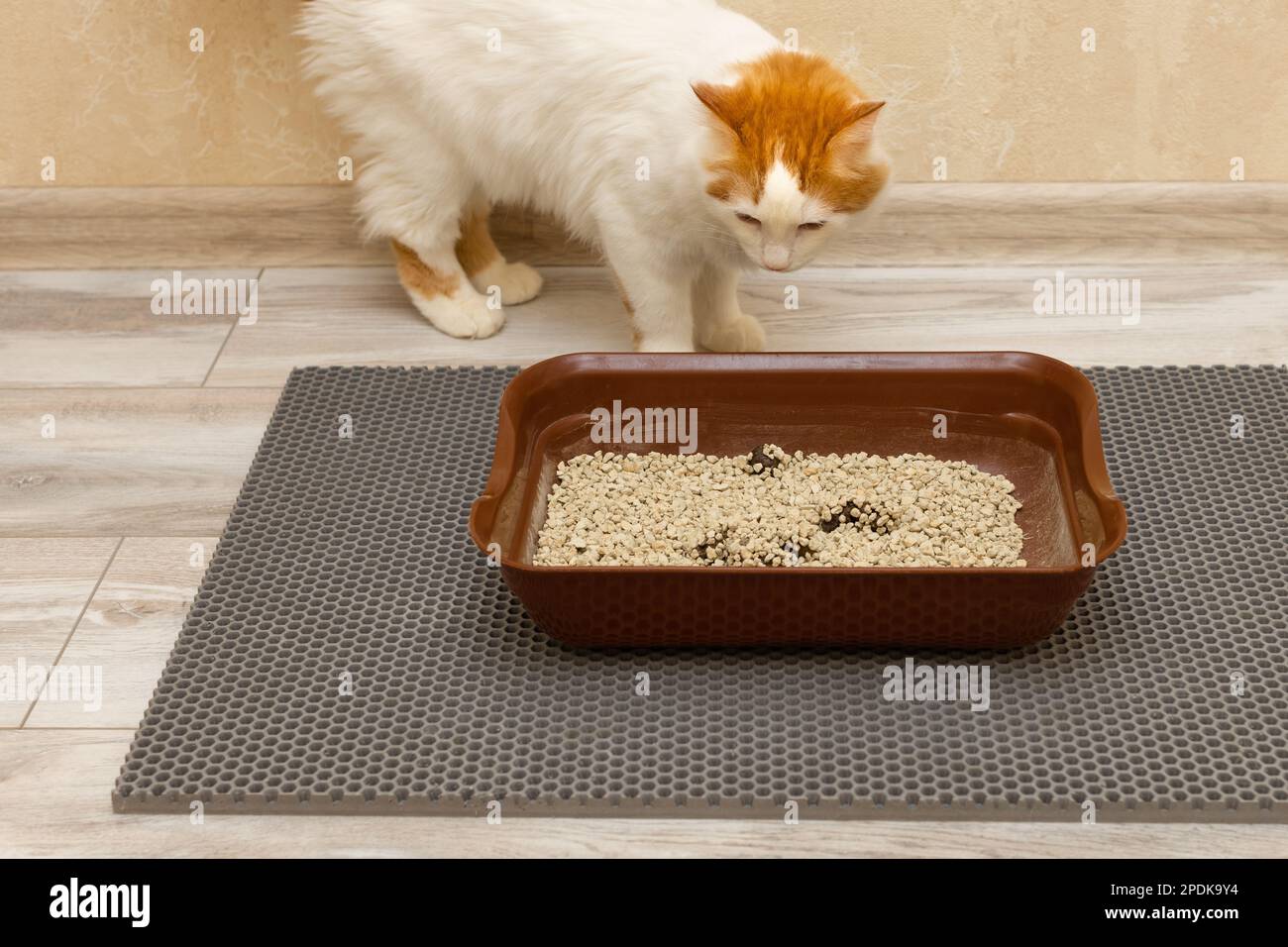 the cat is standing near the cat's litter box. the cat went to the