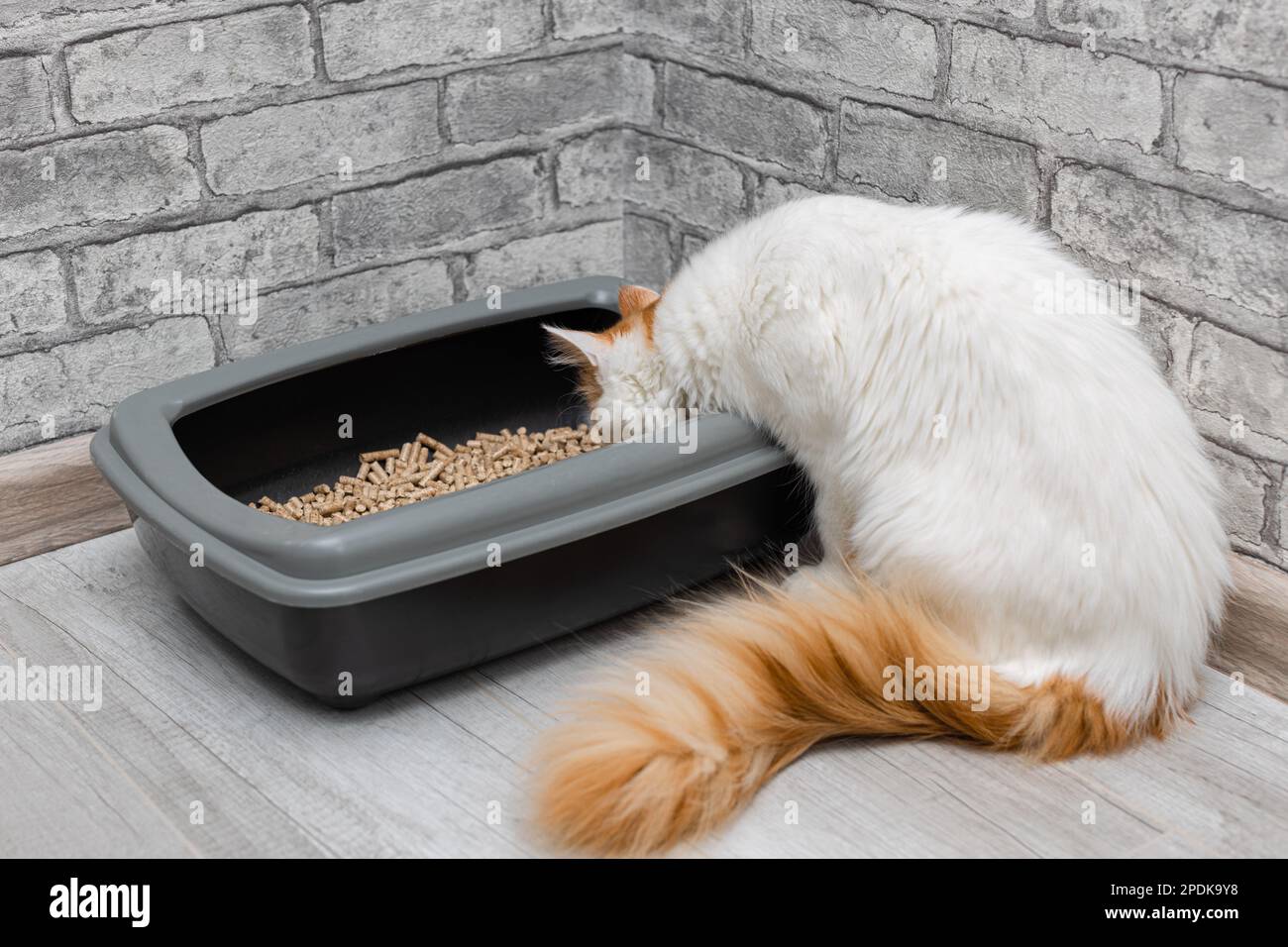 domestic cat looks at the litter box. cat wants to go to the toilet