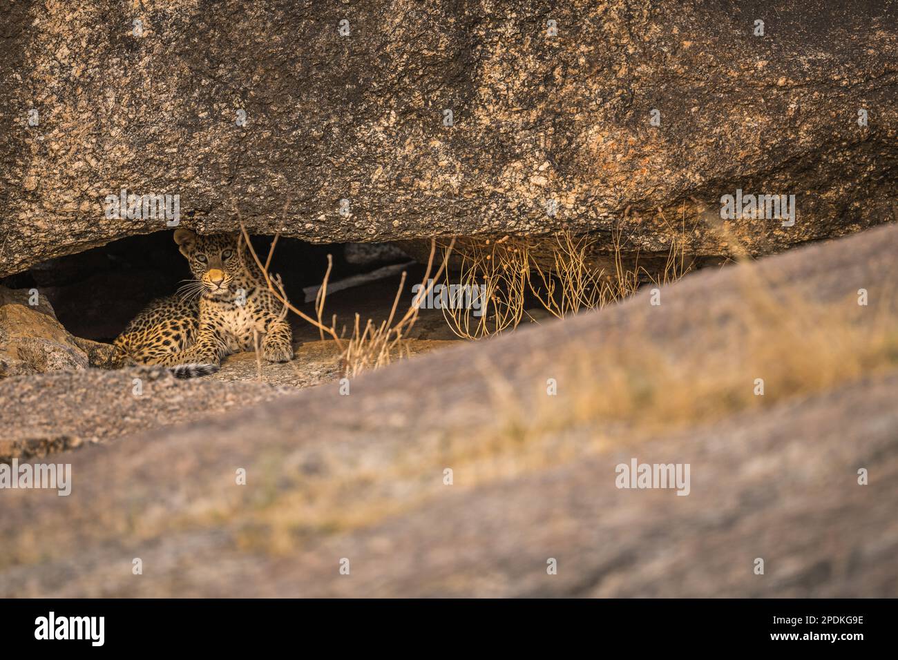 Leopard images taken at Rajasthan , India Stock Photo