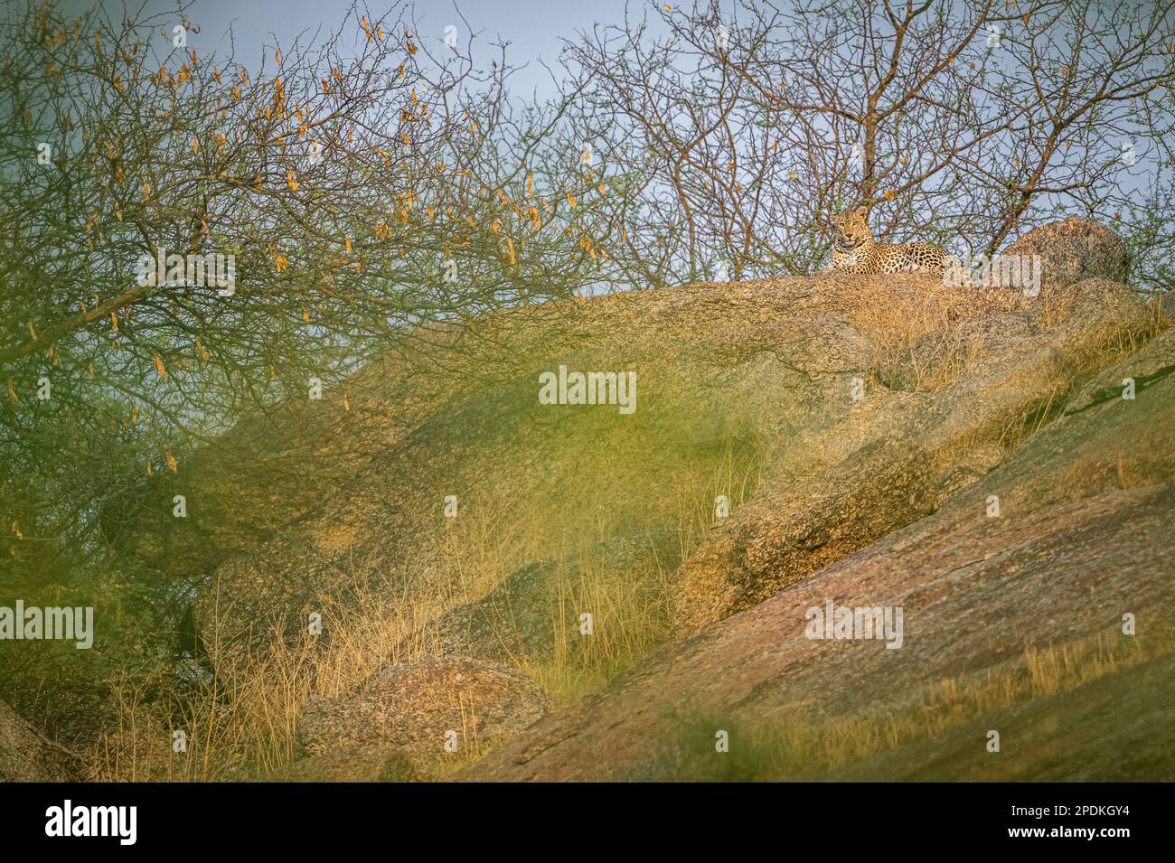 Leopard images taken at Rajasthan , India Stock Photo