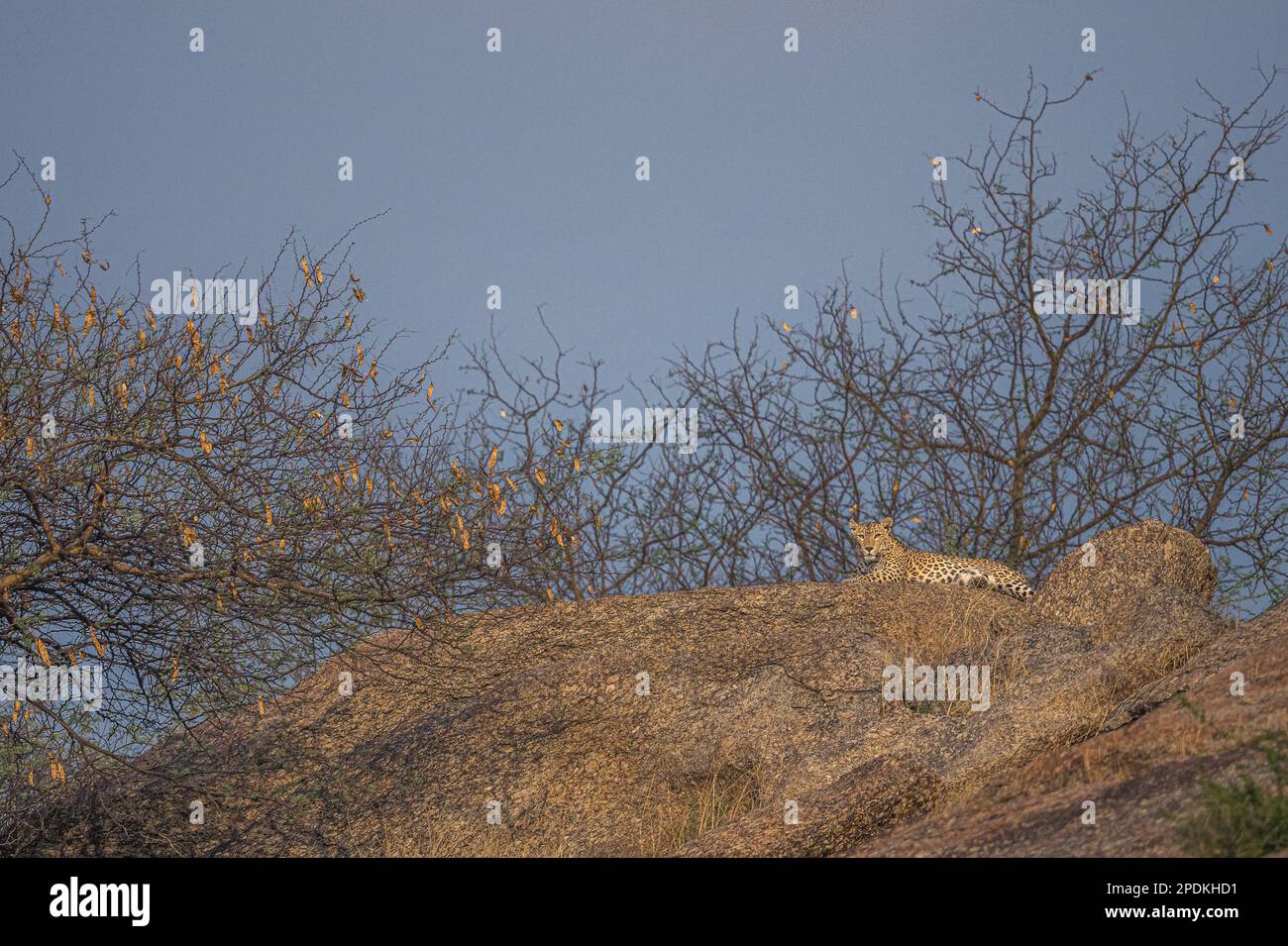 Leopard images taken at Rajasthan , India Stock Photo