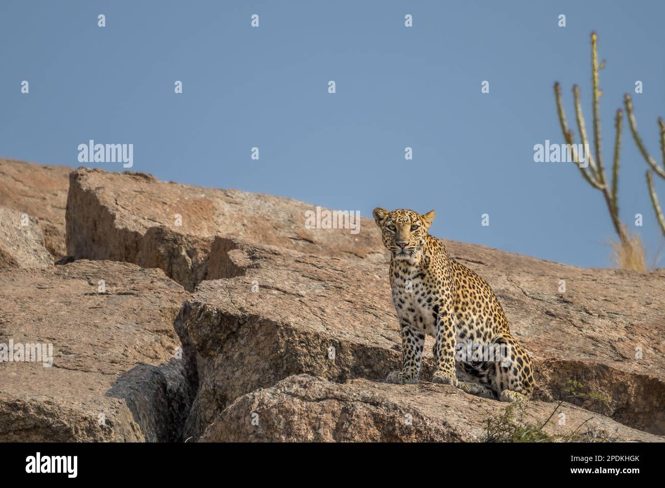 Leopard images taken at Rajasthan , India Stock Photo