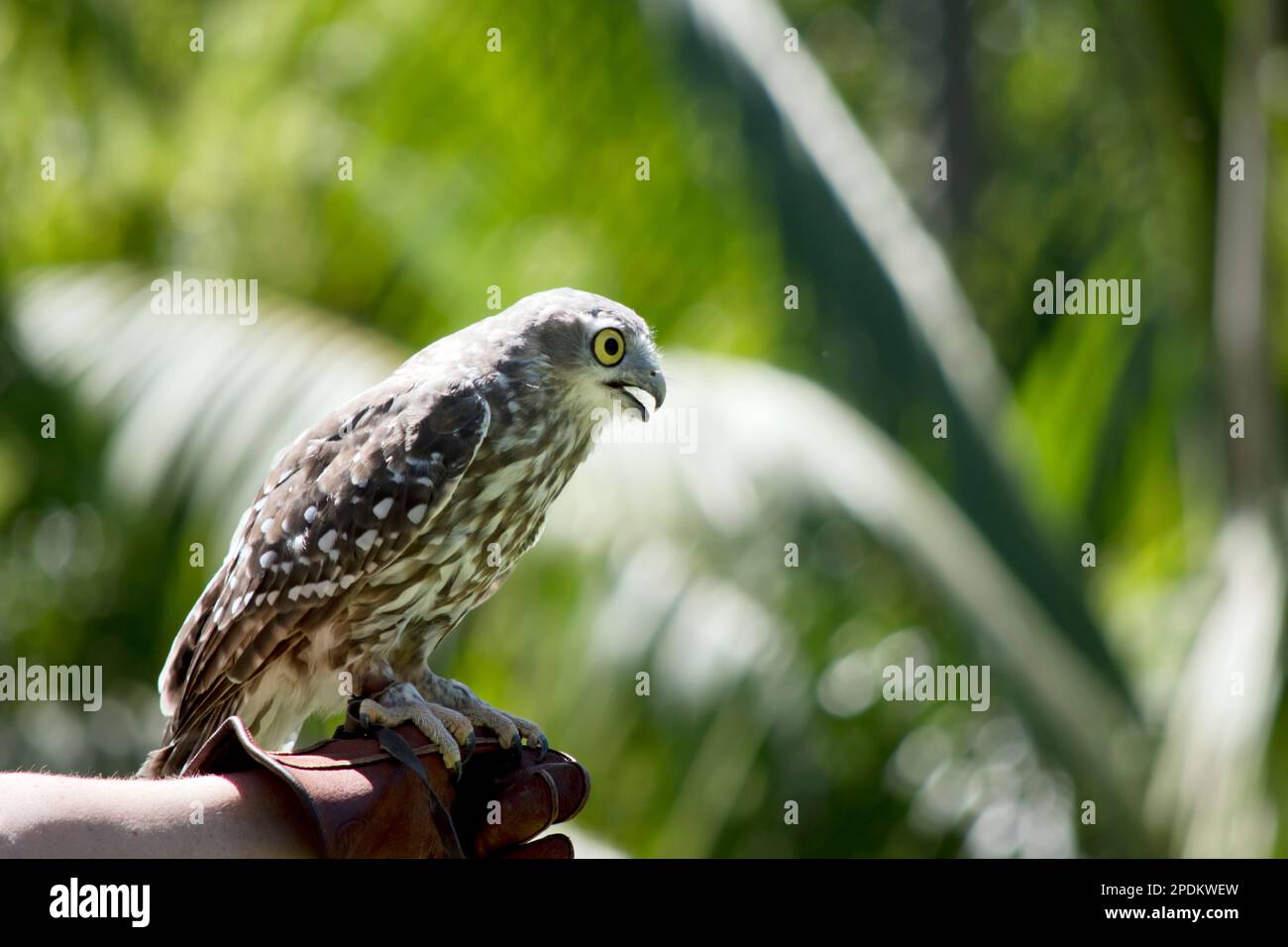 Barking owls have dark brown feathers, with white spots on the wings