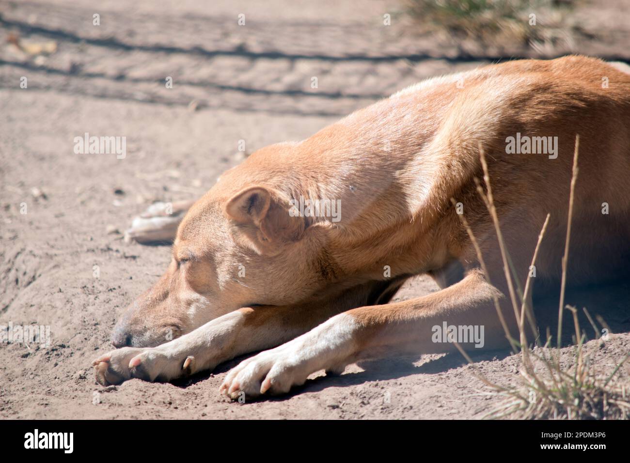 the dingo is an Australiian native dog Stock Photo
