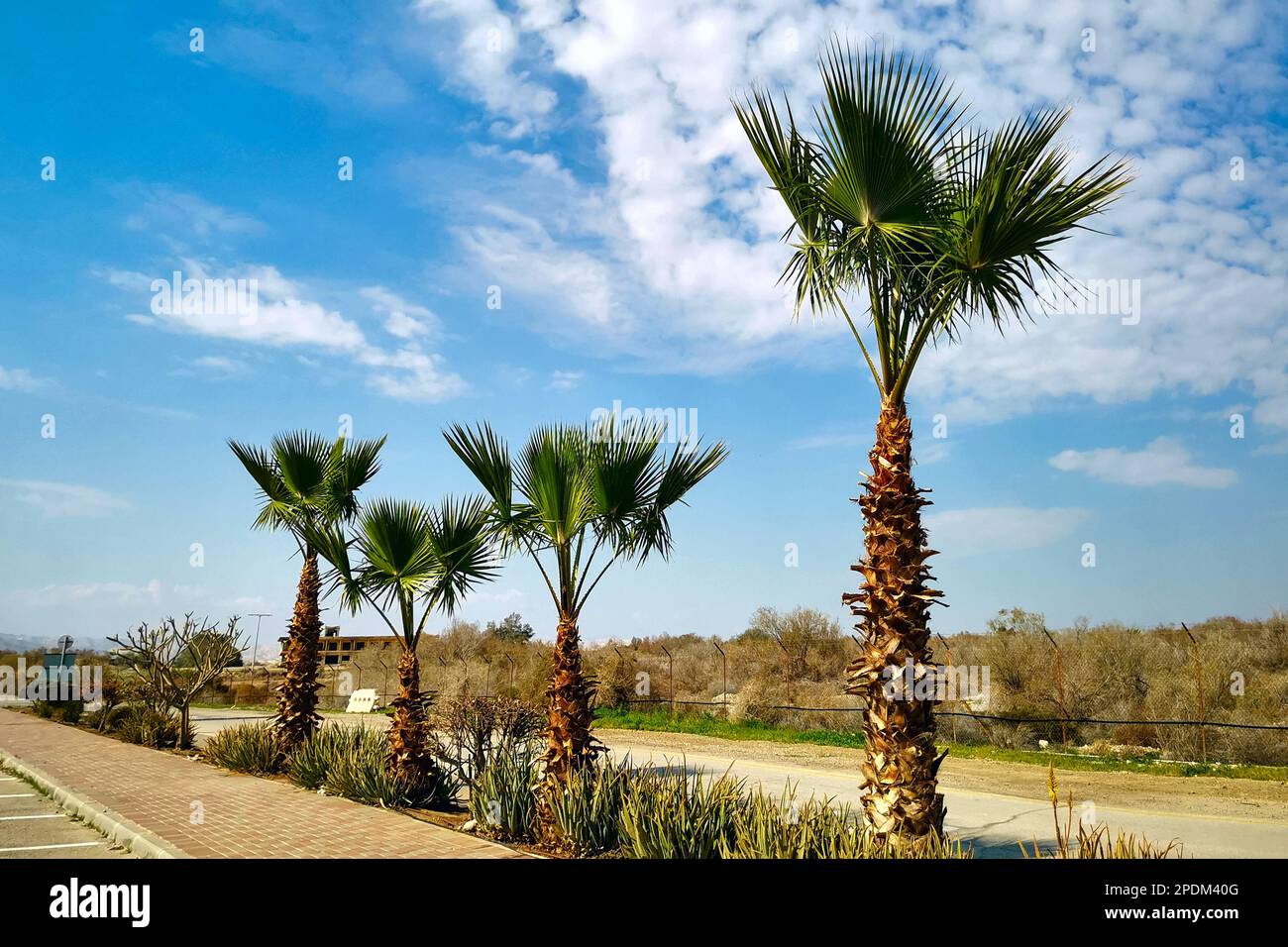 Scenic view. Palm trees against the blue sky. Windy and sunny weather ...