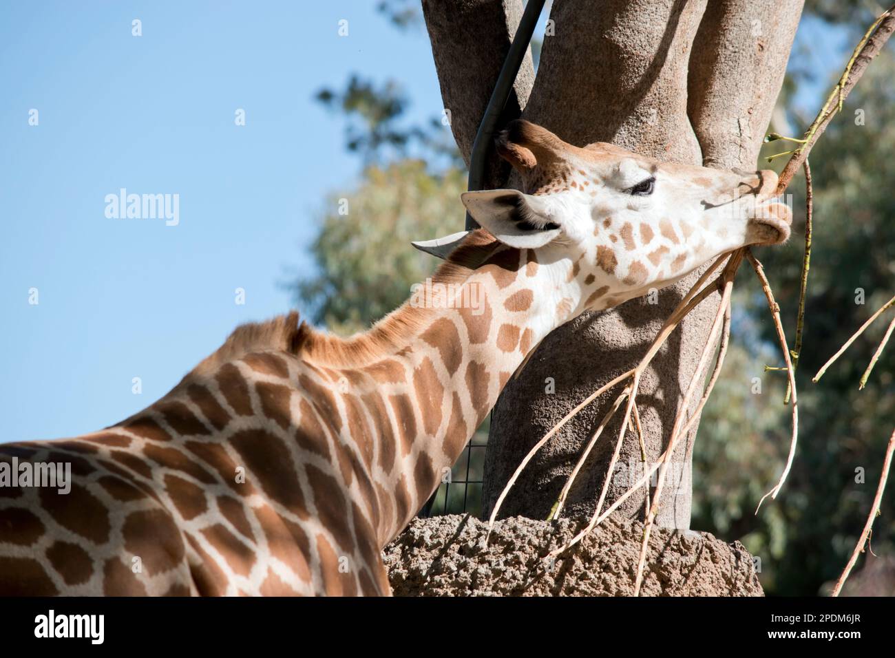 the guraffe is tallest land mammal, with a neck as long as 6 feet, the giraffe is also well known for the unique brown and cream pattern on its coat a Stock Photo