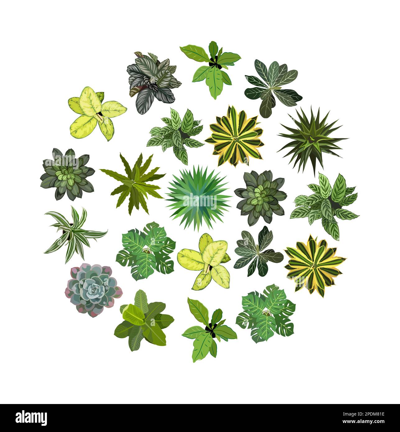 Set of different house plants top view vector Stock Vector Image & Art