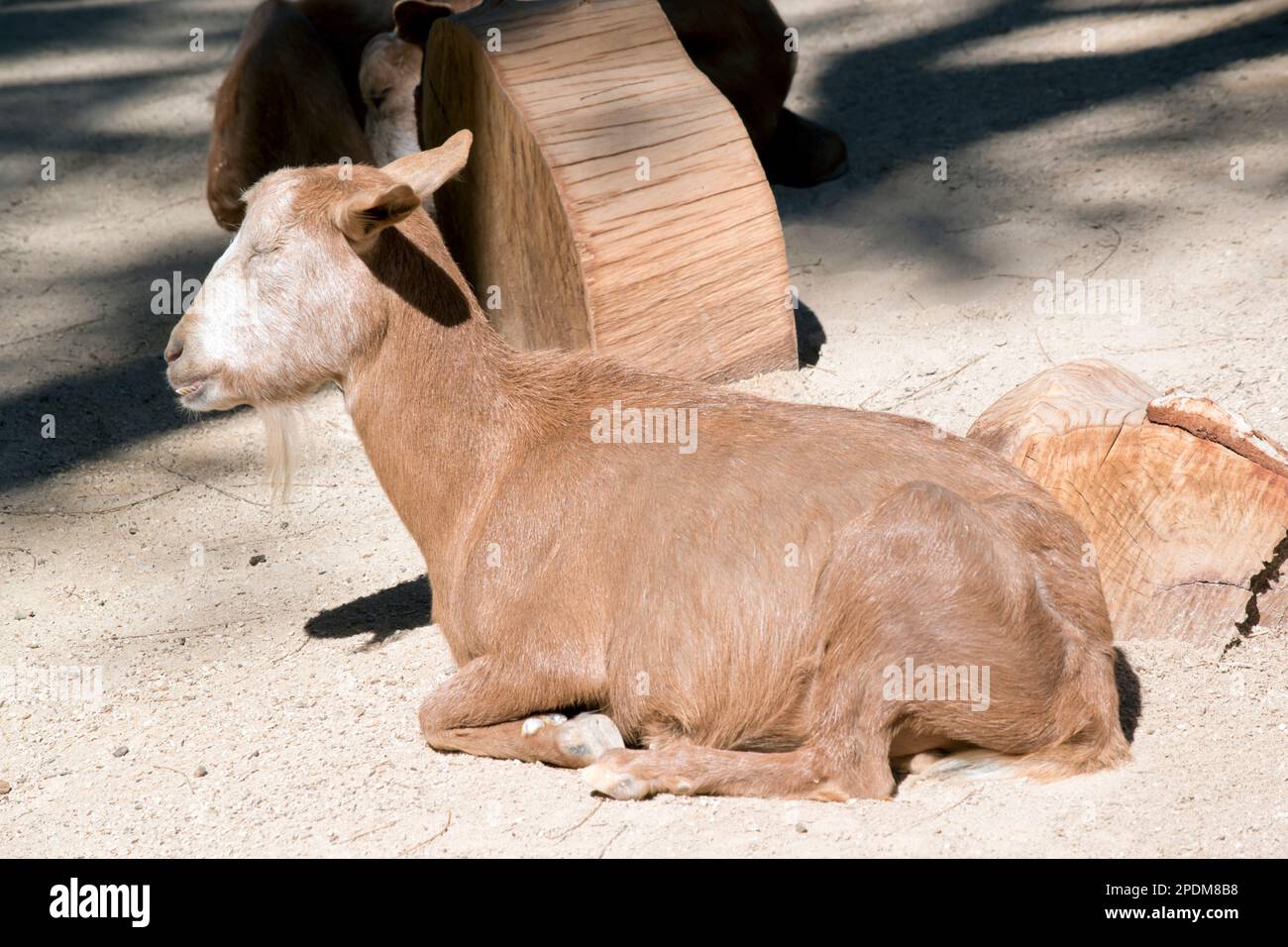 the goat  has horns that arch backward, a short tail, and straighter hair. Male goats, called bucks or billys, usually have a beard. Stock Photo