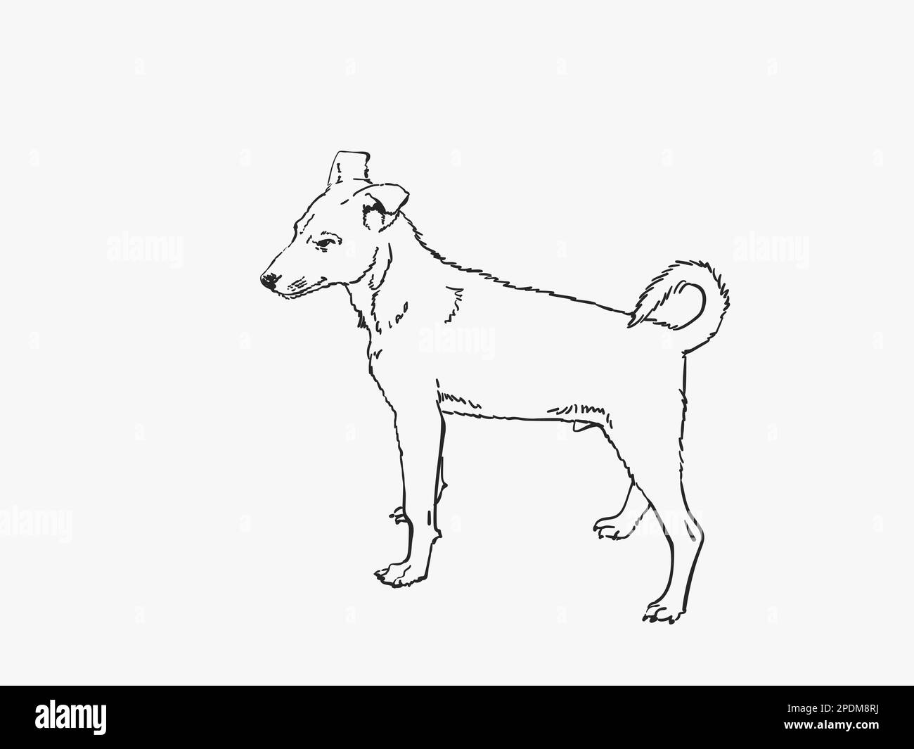 Little dog with twisted tail vector sketch, Hand drawn linear