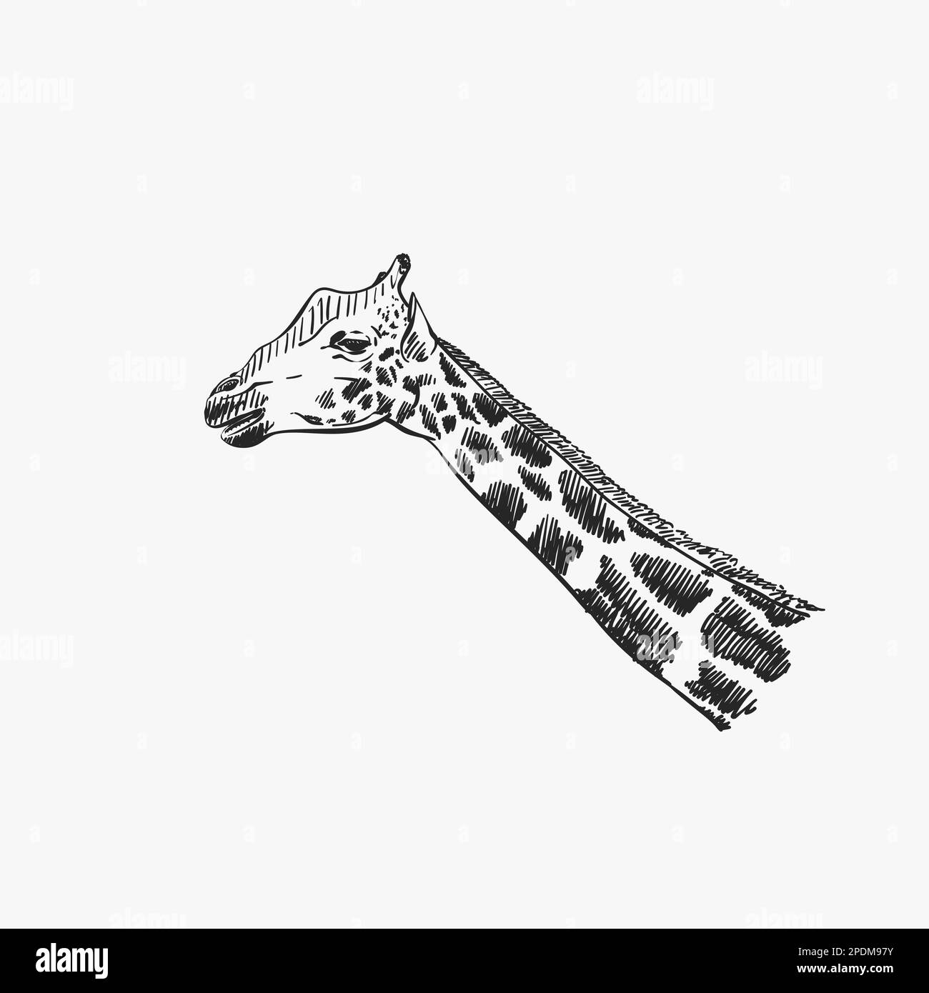 Giraffe head isolated vector sketch, Hand drawn illustration Stock Vector