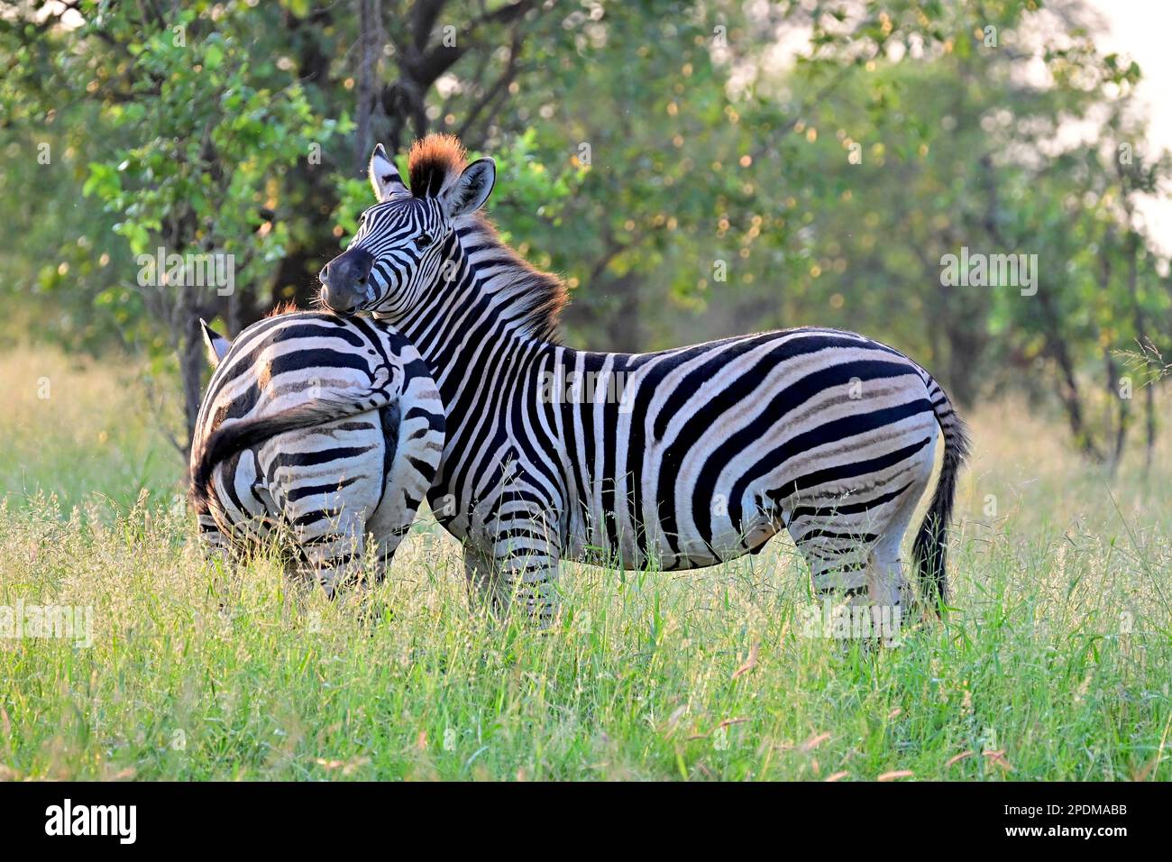 Kruger national park, South Africa Stock Photo - Alamy
