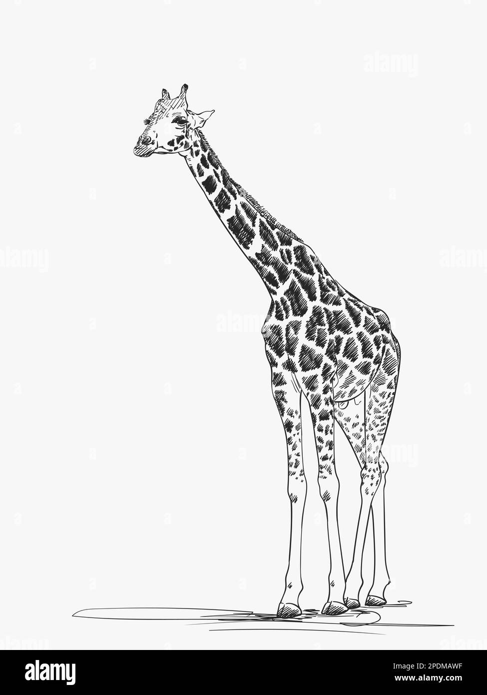 Giraffe vector sketch, Hand drawn illustration Stock Vector Image & Art