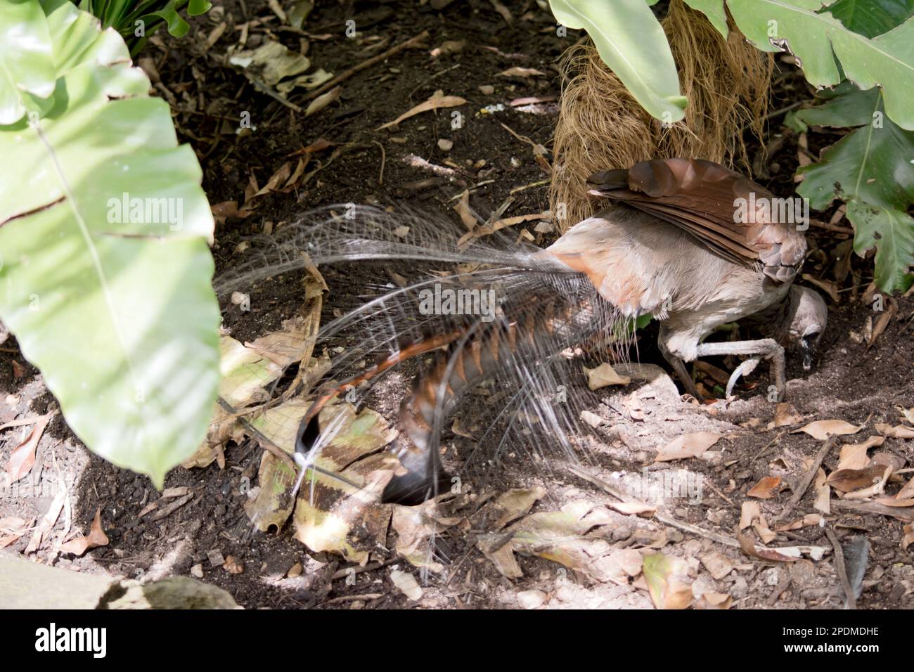 The Superb Lyrebird looks like a large brown pheasant. The wings are rufous in colour and the bill, legs and feet are black. The adult male has an orn Stock Photo