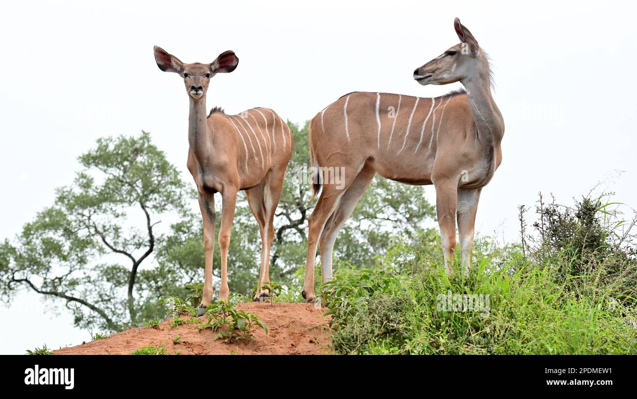 Sparring kudu bulls, Kruger national park, South Africa Stock Photo