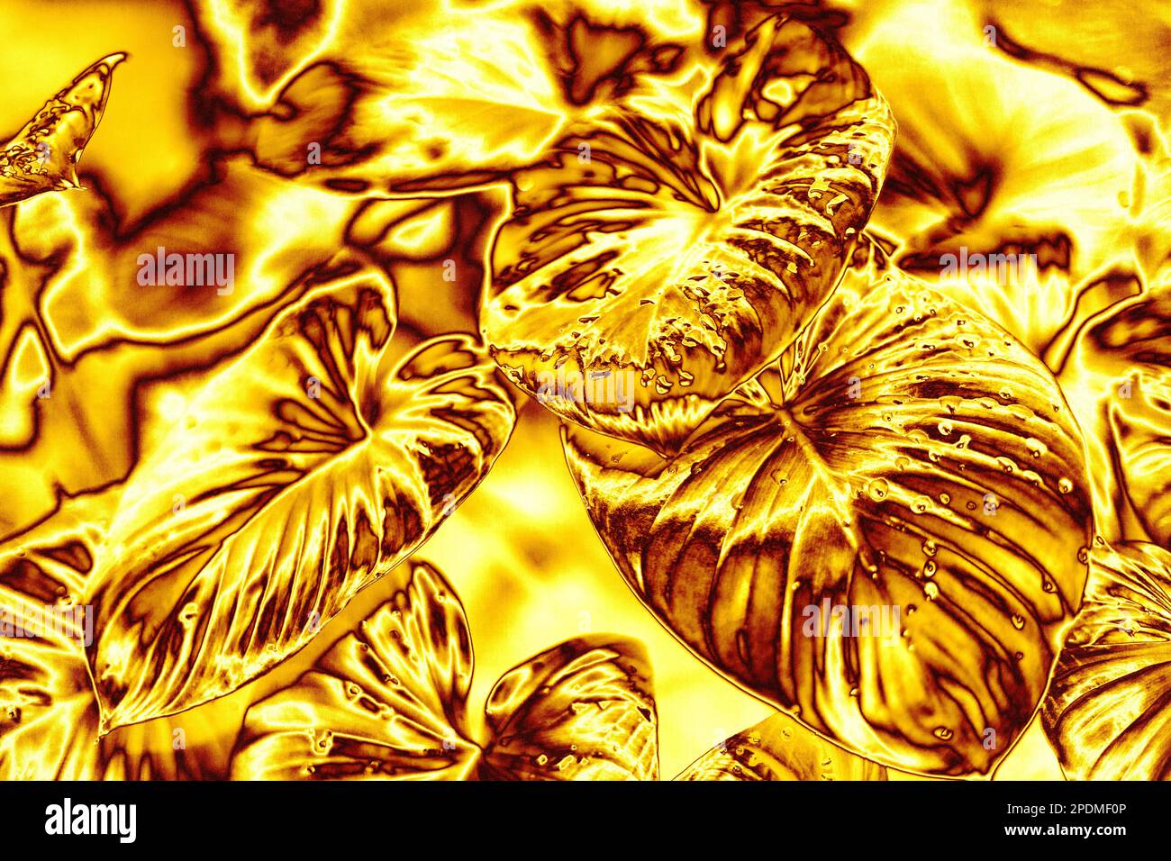 Golden leaves water drops background, gold flower leaf texture, yellow metal tropical foliage backdrop, metallic floral branch pattern, plant ornament Stock Photo