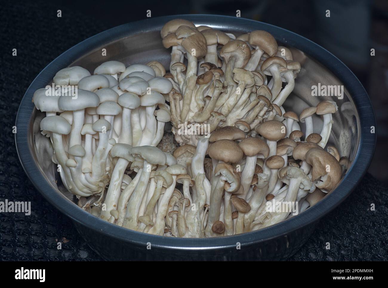 close shot of the cluster clamshell mushrooms Stock Photo Alamy