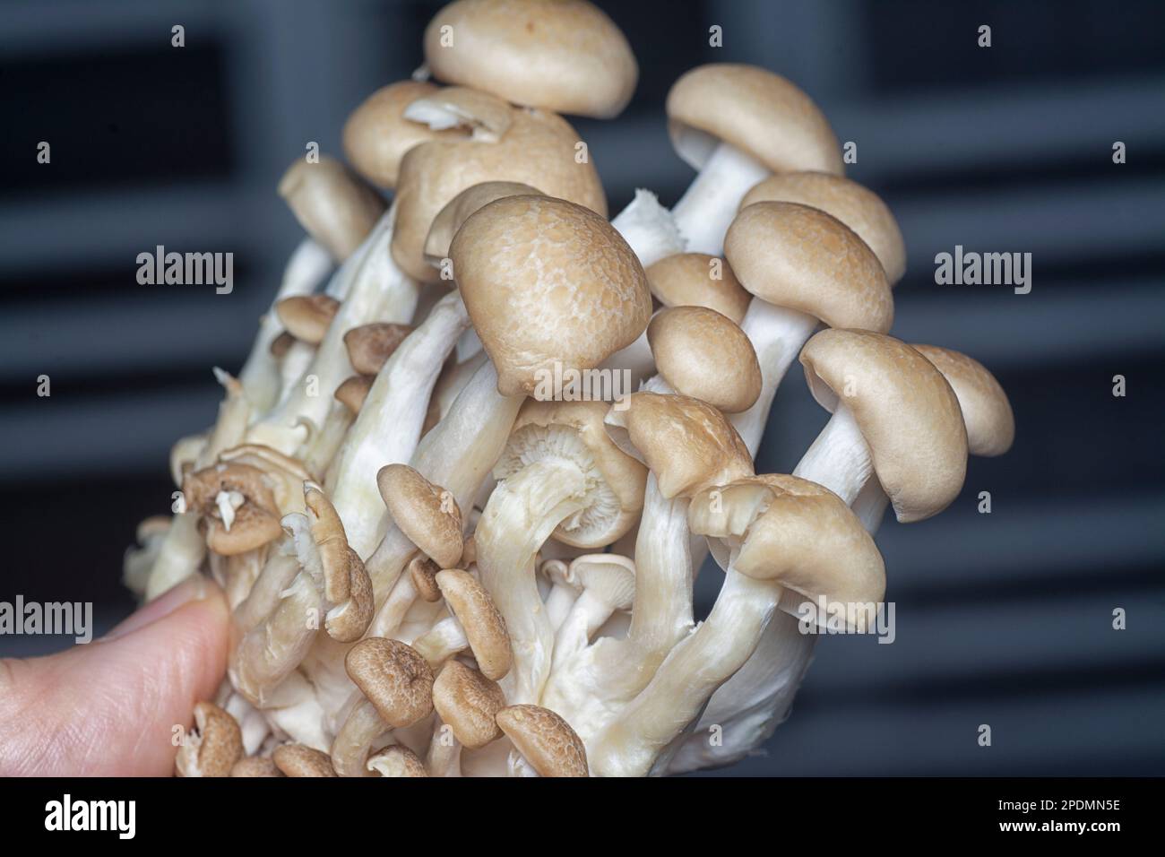 close shot of the cluster clamshell mushrooms Stock Photo Alamy