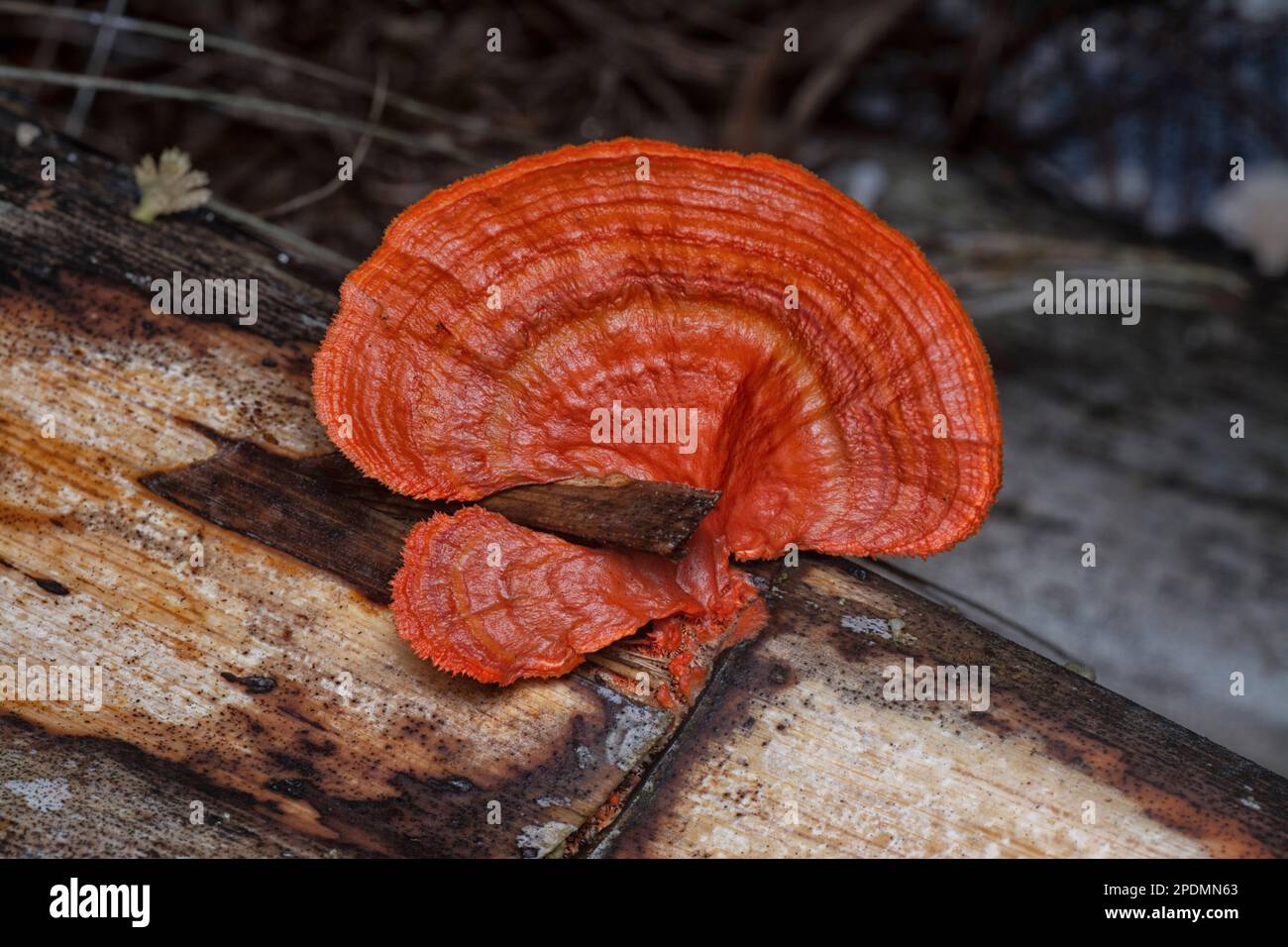 close shot of the cinnabar polypore fungus Stock Photo