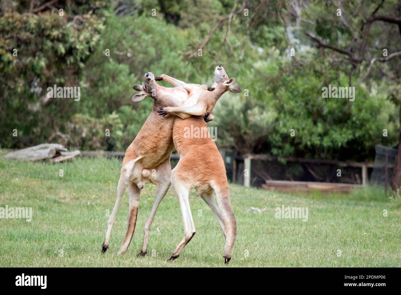 the two male kangaroos are fighting over who will end up mating with the females. the male kangaroo uses it tail to balance Stock Photo