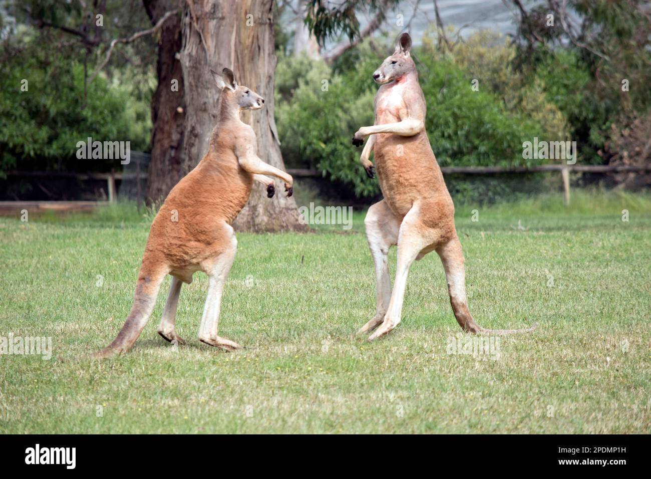 the two male kangaroos are fighting over who will end up mating with the females. the male kangaroo uses it tail to balance Stock Photo