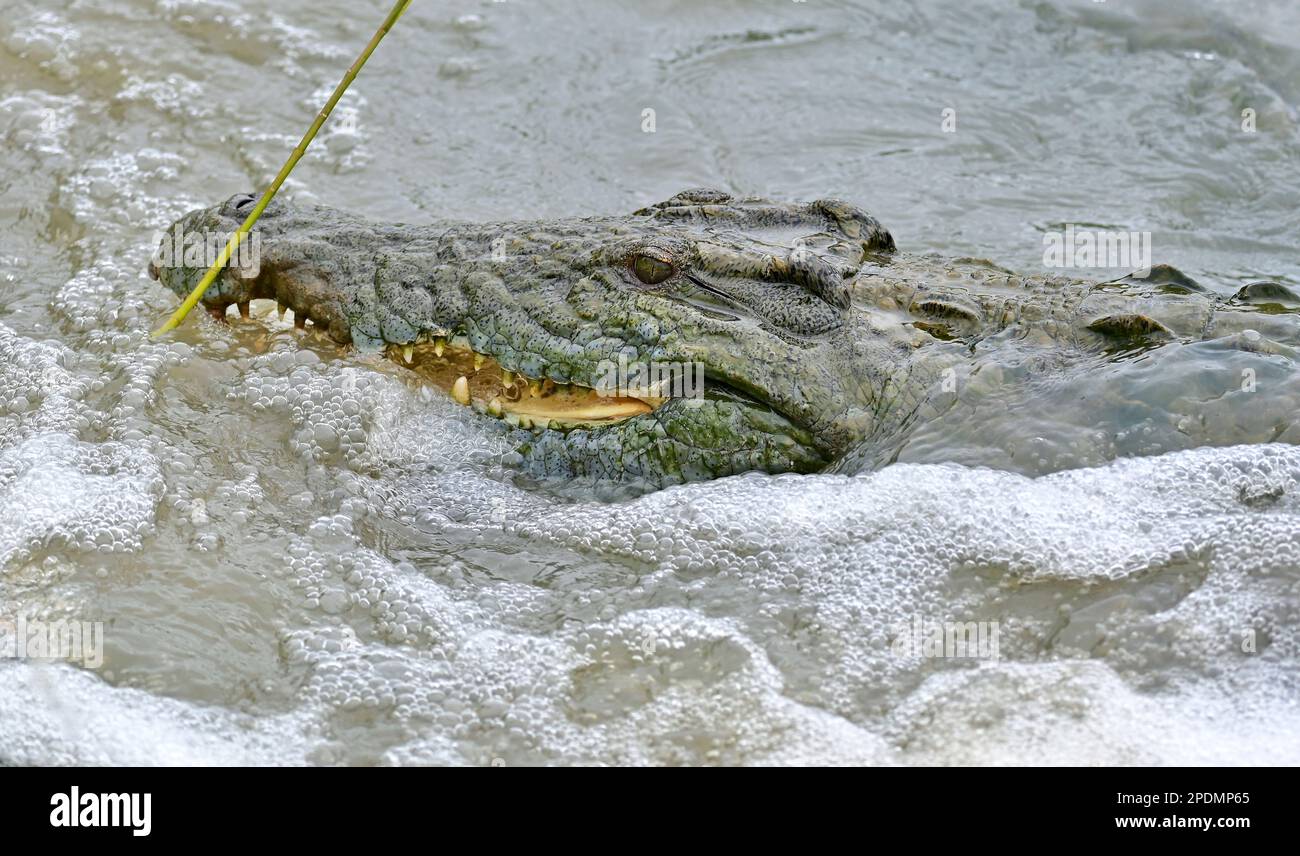 Kruger national park, South Africa Stock Photo - Alamy