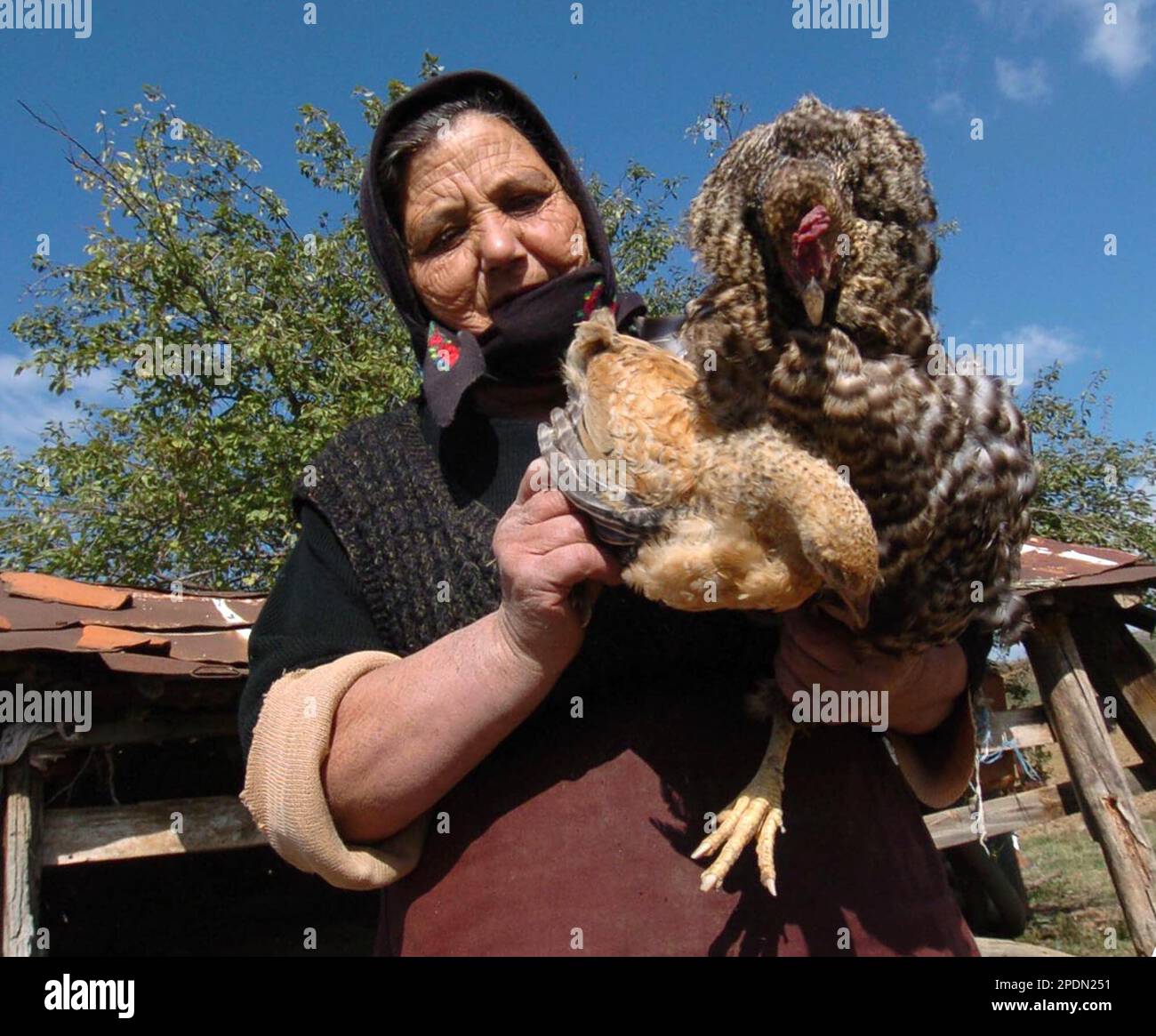 A woman holds dead chickens at her chicken coop in village of Germijan