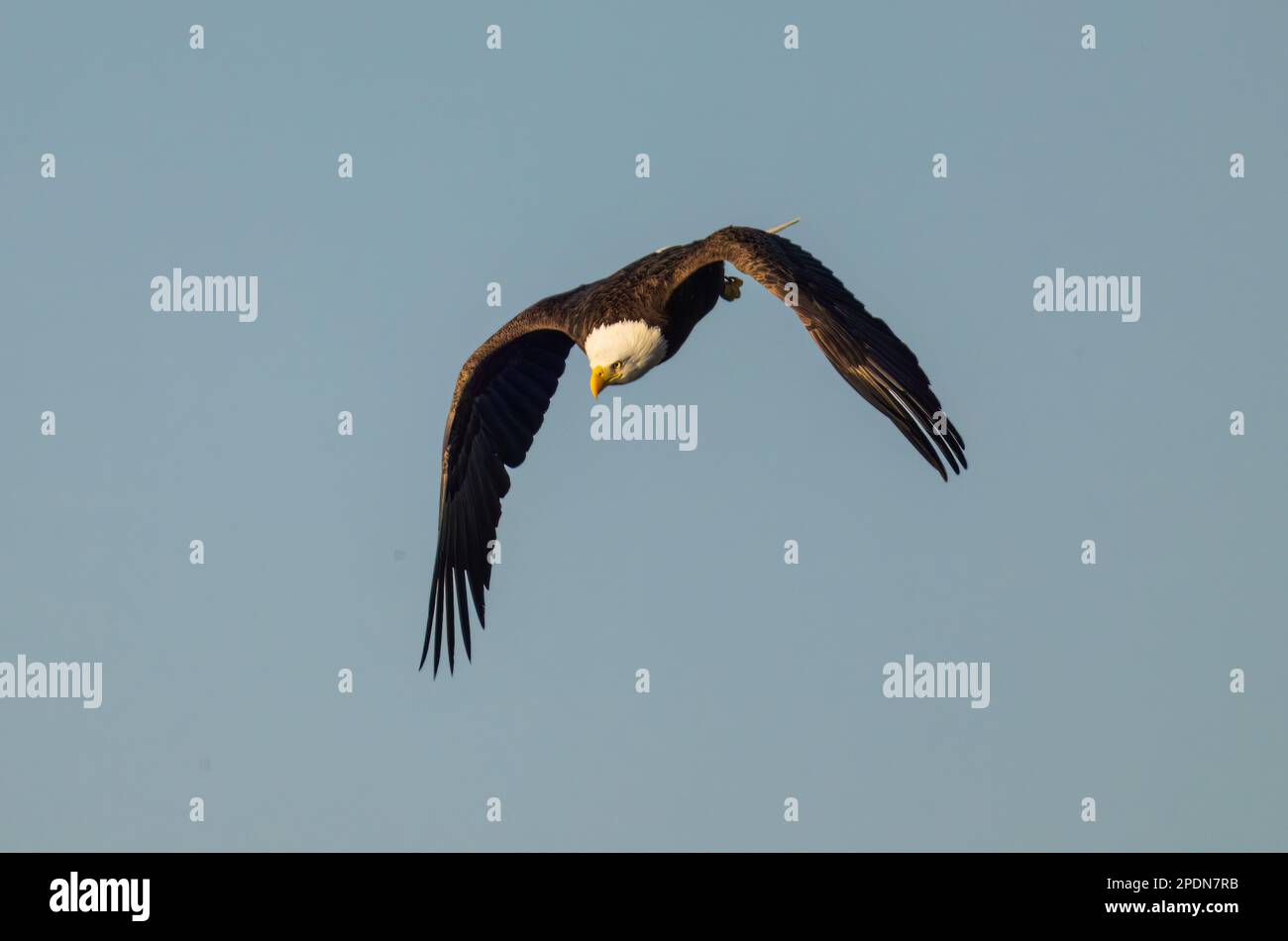 A majestic bald eagle soaring through the blue sky Stock Photo - Alamy