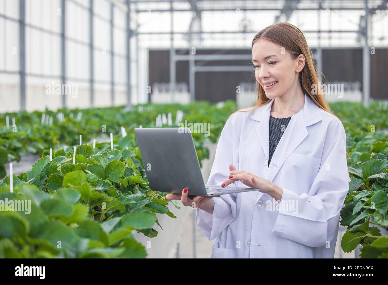 Scientist work collecting record plant farm grow data in computer