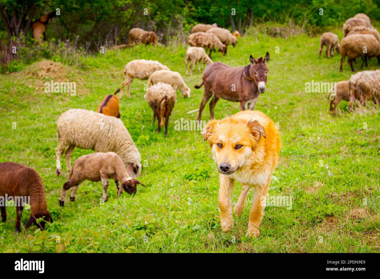 Image result for Protector of cattle hi-res stock photography and images - Alamy