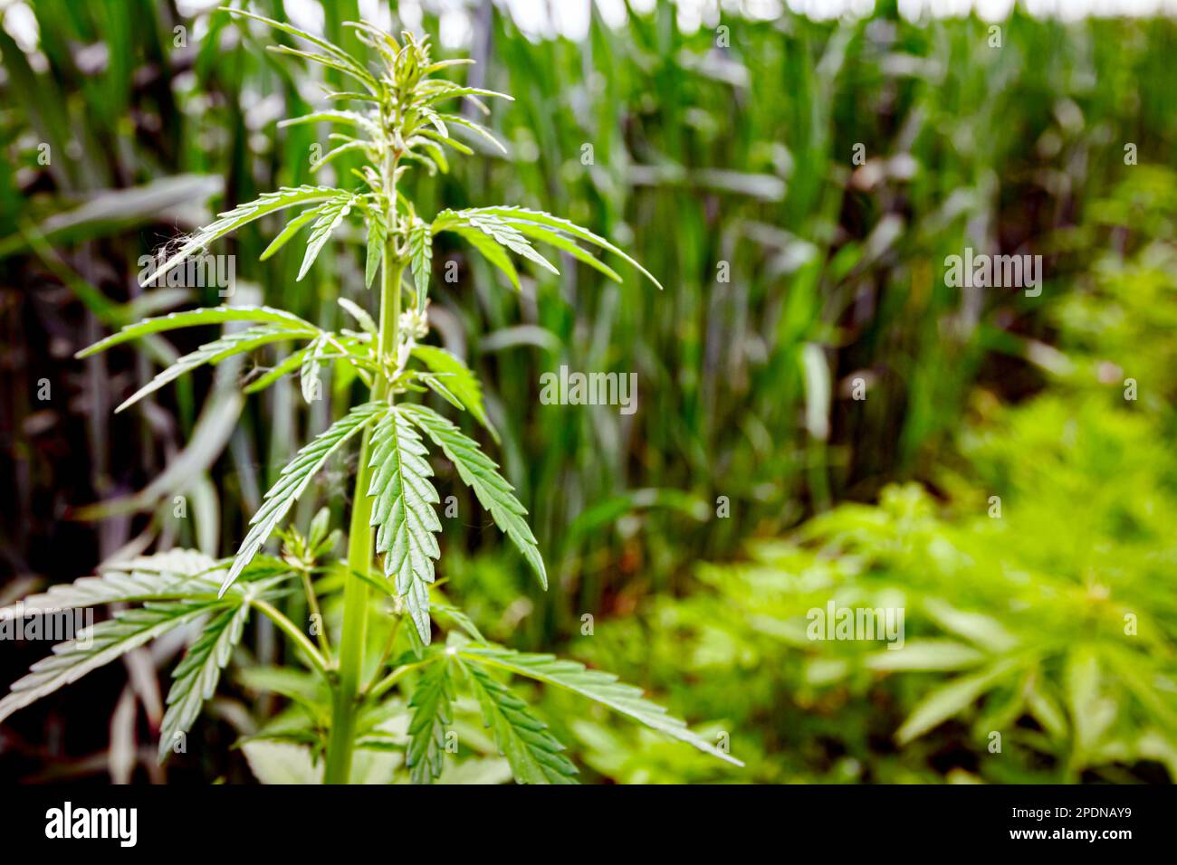 Agriculture next to an industrial plant hi-res stock photography and ...