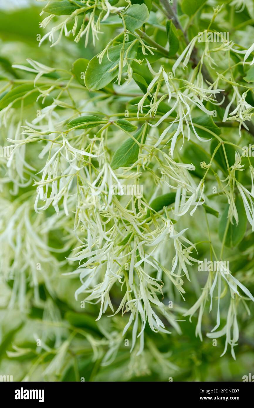Chionanthus virginicus, fringe tree, deciduous shrub with creamy- white flowers Stock Photo