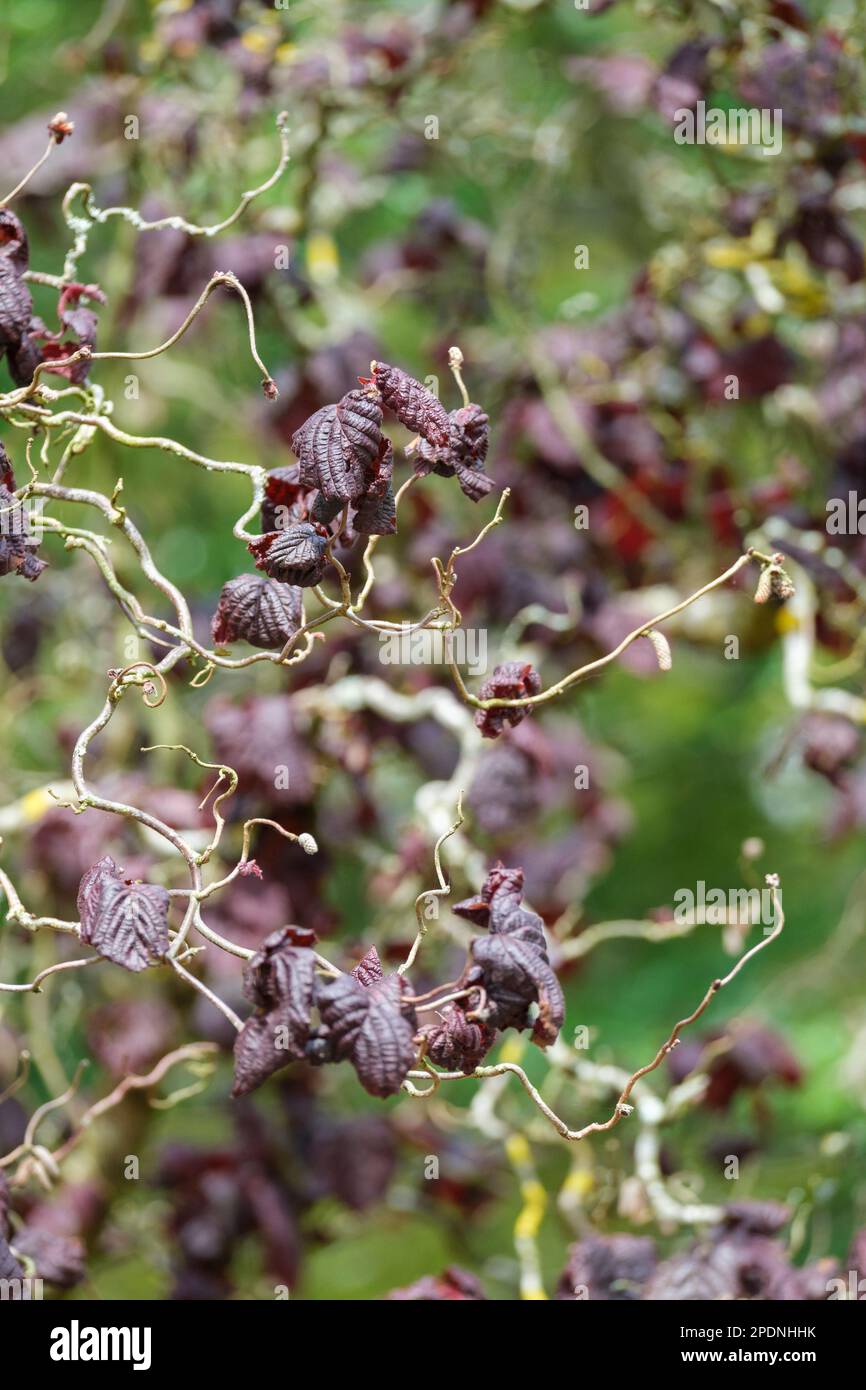 Corylus avellana Red Majestic, hazel Red Majestic, semi-weeping small tree, dark purple leaves, twisted branches. Stock Photo