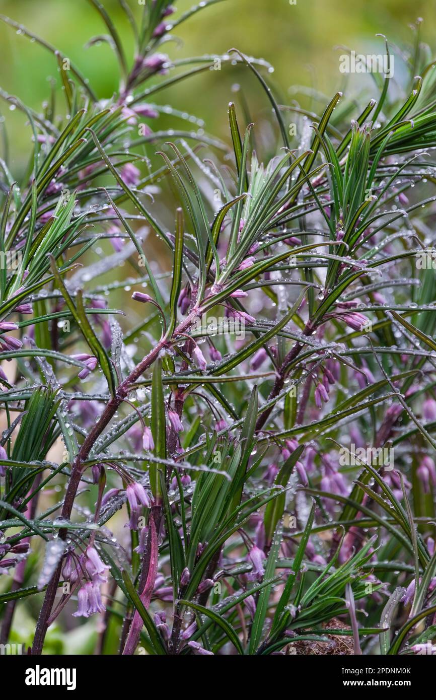 Polygonatum cirrhifolium, Polygonatum trinerve, perennial, pendant, pale, purple tubular flowers Stock Photo