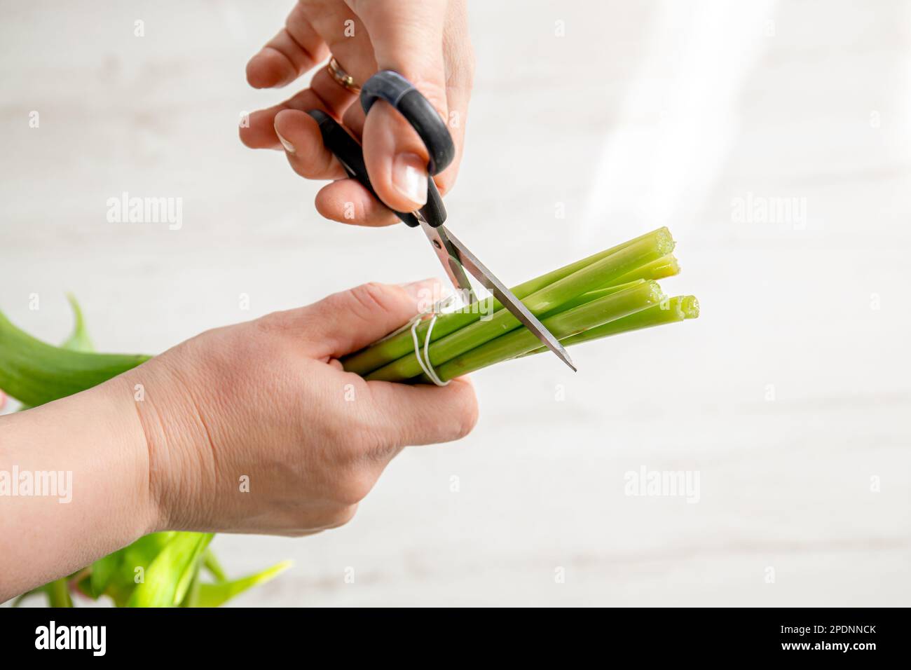 Woman cutting back tulips stems with scissors before putting in vase, so flowers will not wilt and last longer in home room. Stock Photo