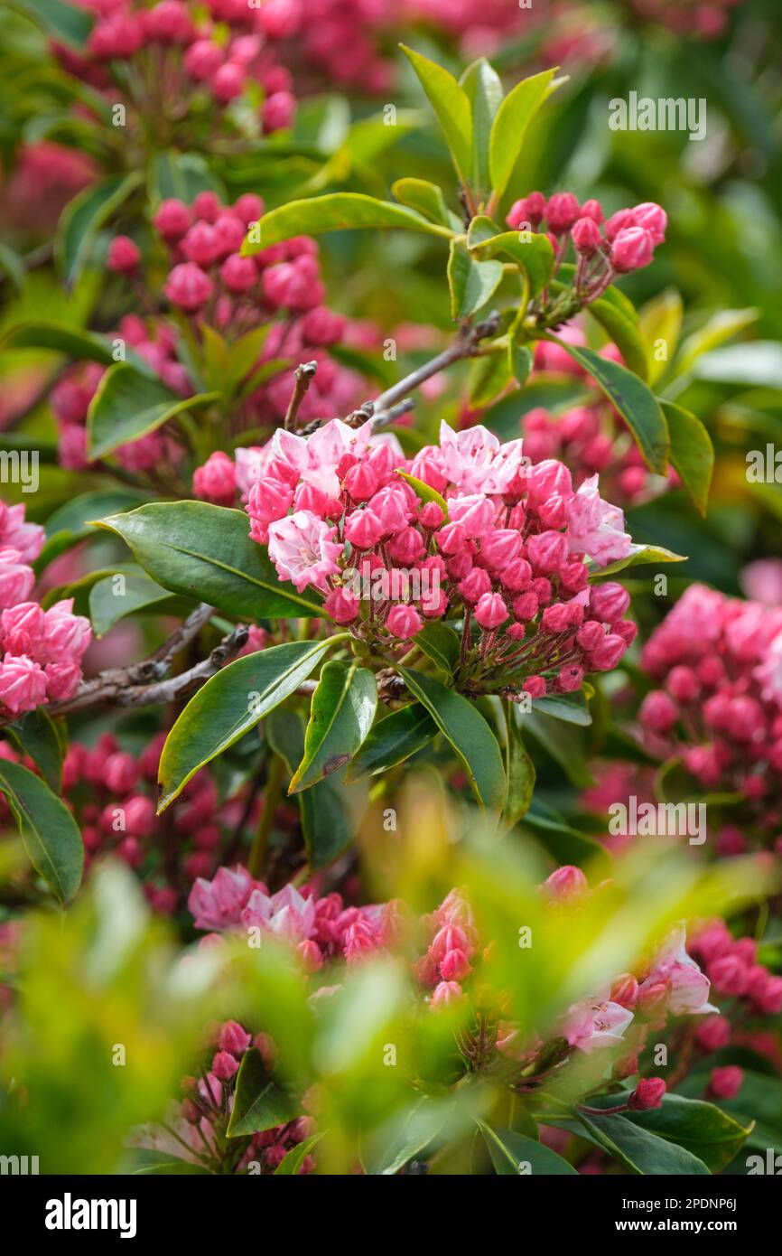 Kalmia latifolia Olympic Fire, mountain laurel Olympic Fire, large clusters of large cup-shaped crimped pink flowers Stock Photo