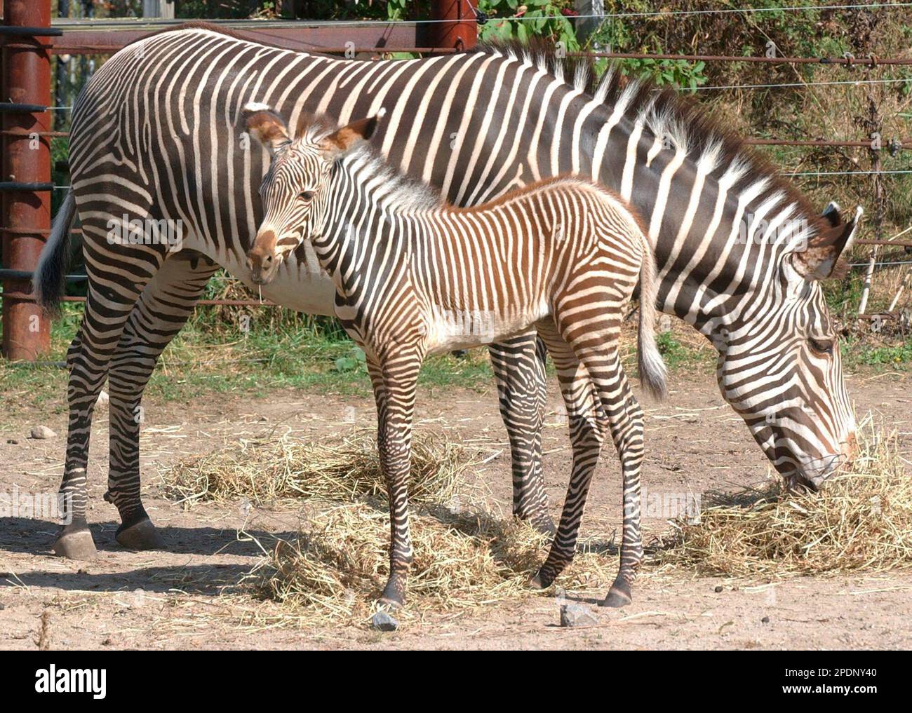 Zebra Tuesday A baby Grevy's zebra, born Tuesday, Sept. 27, 2005, is pictured with ...