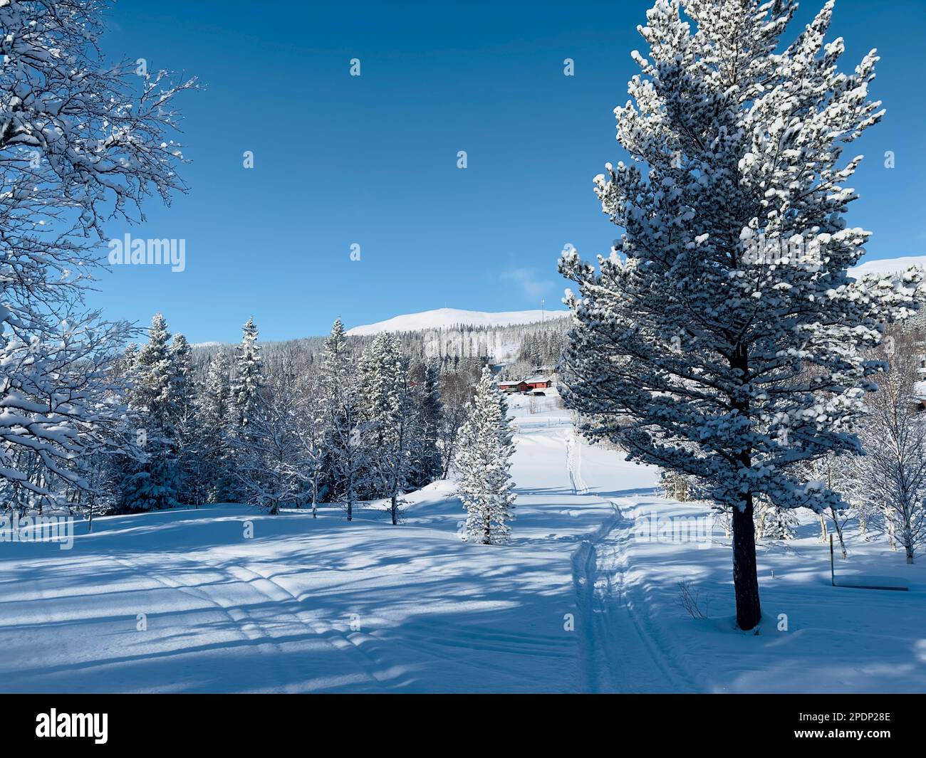 Winter wonderland scene with snow-covered trees under a clear blue sky on a sunny day. in north Sweden Stock Photo