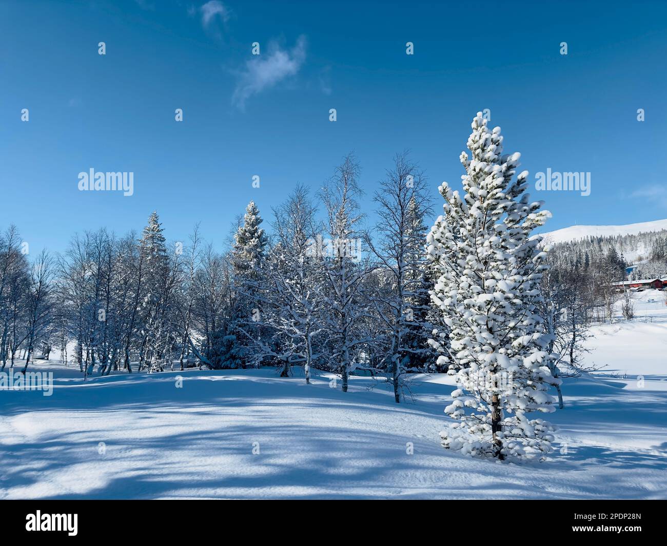 Wnter scene of snow-covered trees under a bright blue sky on a sunny day in Jämtland, Sweden Stock Photo