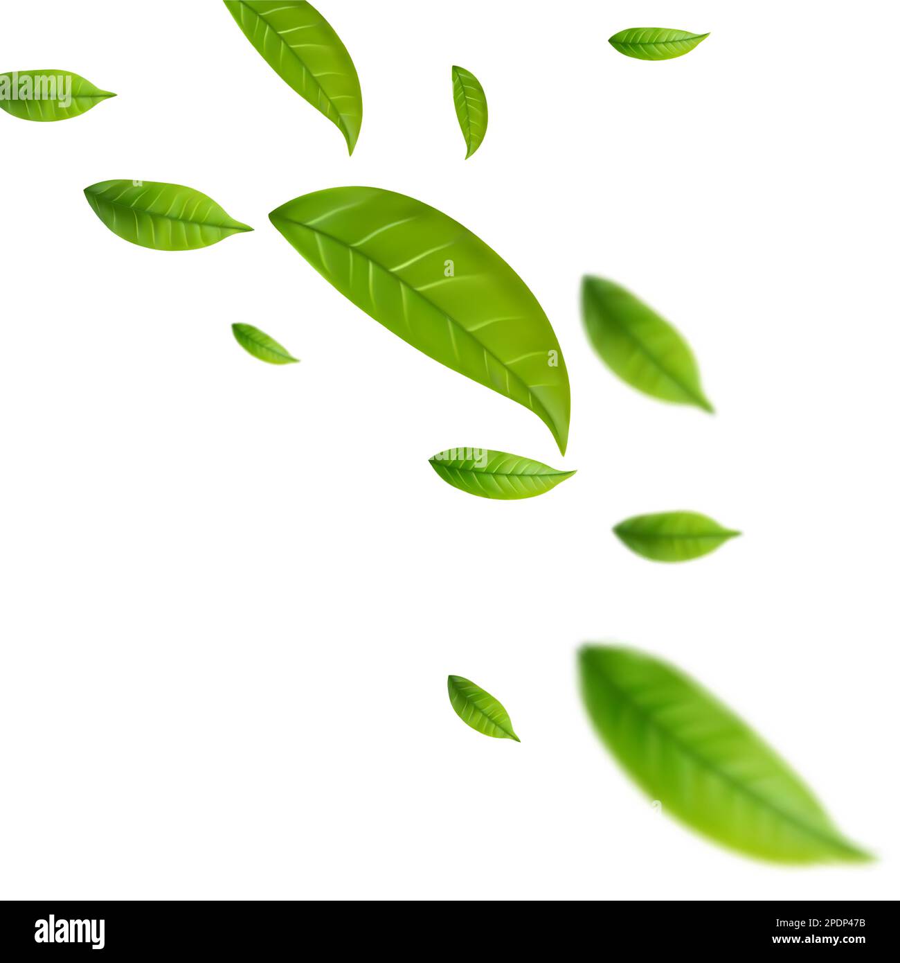 Realistic green tea leaves in motion Stock Vector Image & Art Alamy