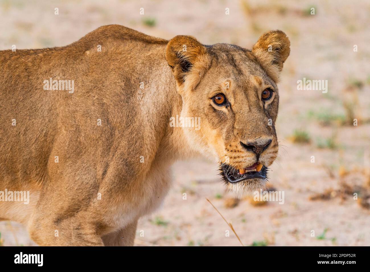 A female lion, Panthera Leo, is seen yawning in Zimbabwe's Hwange National Park. Stock Photo