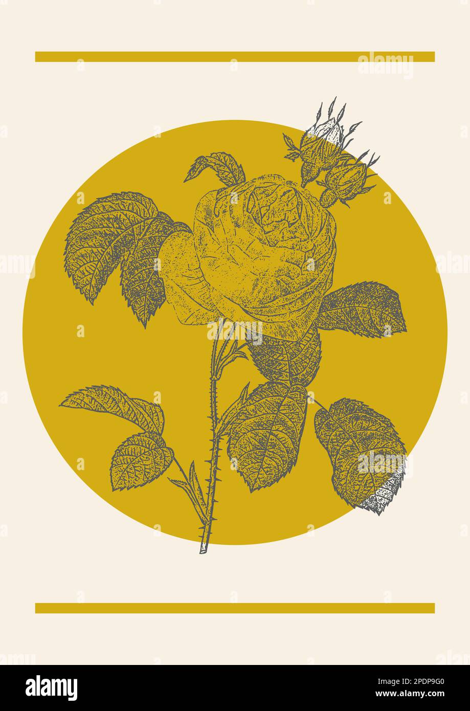 Rose flower sketch in vector, bright poster design. Botanical drawing