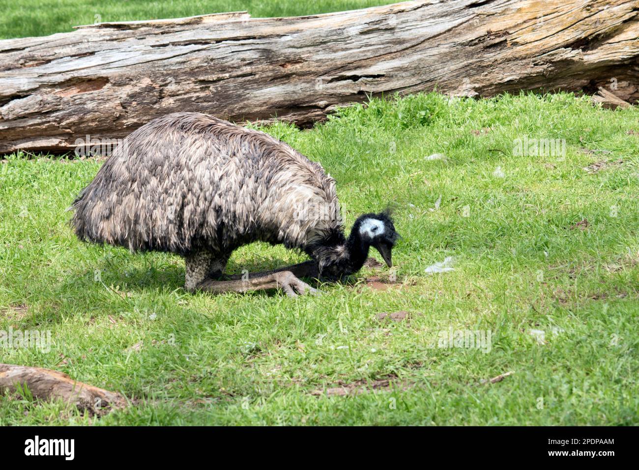 the emu is sitting down eating grass Stock Photo
