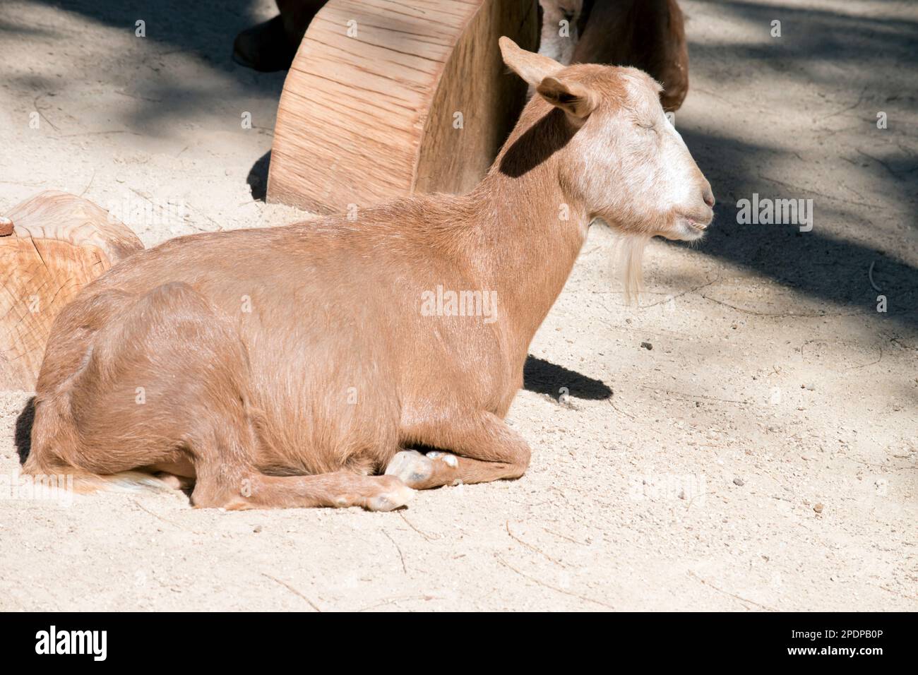 the goat has horns that arch backward, a short tail, and straighter