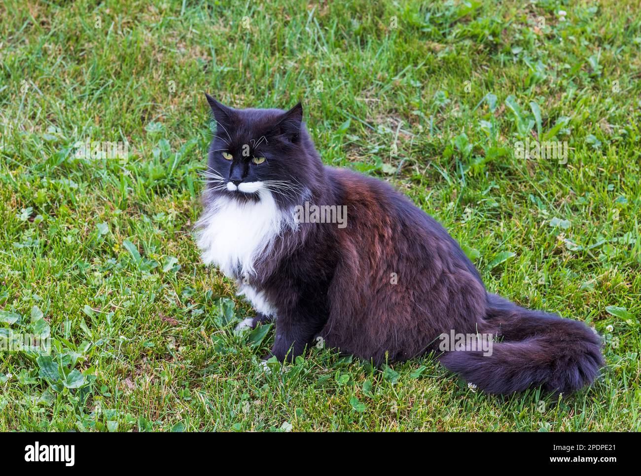 big cat on the grass posing Stock Photo