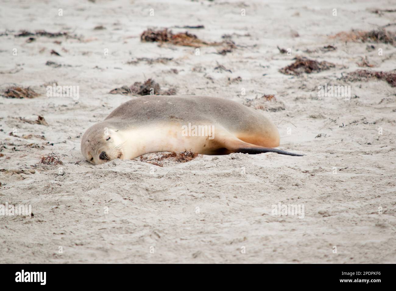 the sea lion pu[ is resting at seal bay Stock Photo